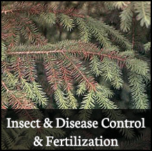 Affordable Tree Care - Insect and Disease Control